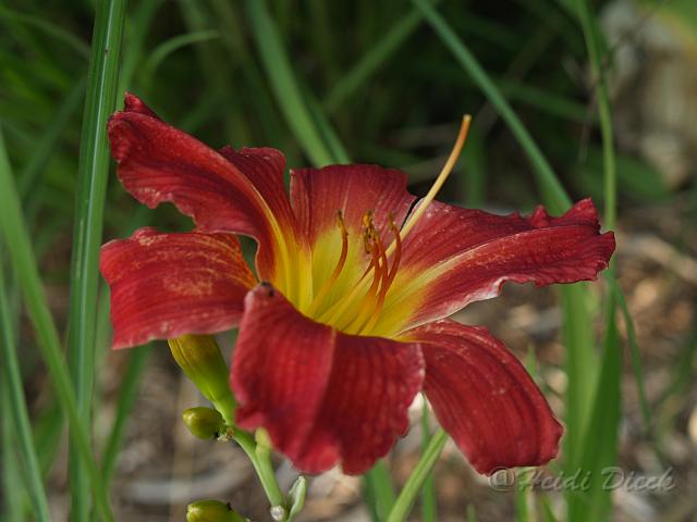 Hemerocallis Admiral Nelson.JPG